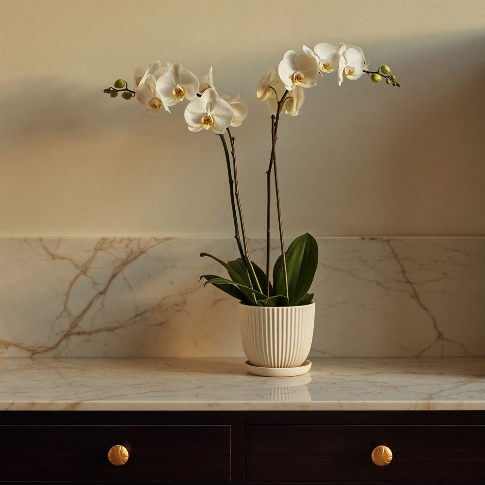 White orchid in a ceramic pot against an ivory wall