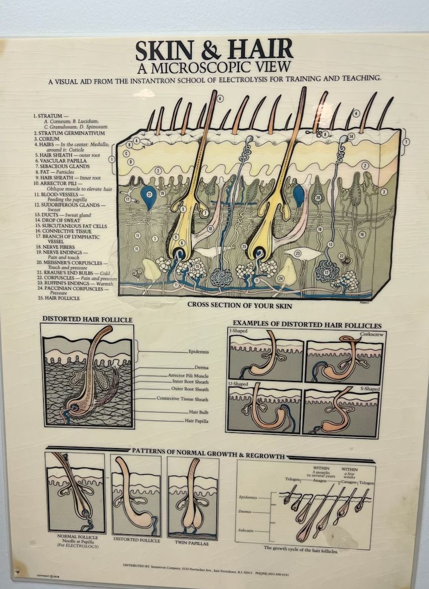 Skin & Hair: A Microscopic View — an electrolysis teaching chart showing hair follicle anatomy, distorted follicles, and hair growth cycles